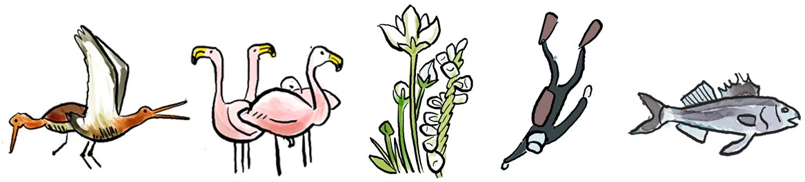 flora en fauna Grevelingen Staatsbosbeheer. visualisatie van natuur, recreatie, watersysteem, ruimtelijke ordening bedoeld als praatprent. Ronald van der Heide maakt infographics, strips, illustraties en doet aan snel tekenen of jivetekenen.