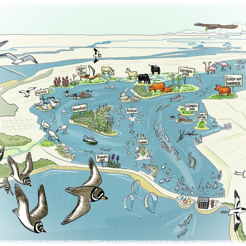 vogelvlucht Grevelingen Staatsbosbeheer. visualisatie van natuur, recreatie, watersysteem, ruimtelijke ordening bedoeld als praatprent. Ronald van der Heide maakt infographics, strips, illustraties en doet aan snel tekenen of jivetekenen.