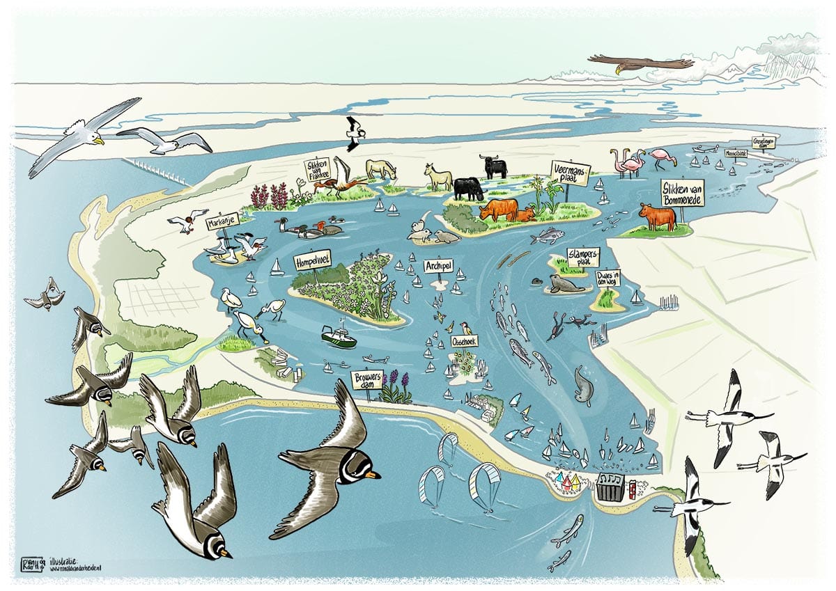 vogelvlucht Grevelingen Staatsbosbeheer. visualisatie van natuur, recreatie, watersysteem, ruimtelijke ordening bedoeld als praatprent. Ronald van der Heide maakt infographics, strips, illustraties en doet aan snel tekenen of jivetekenen.