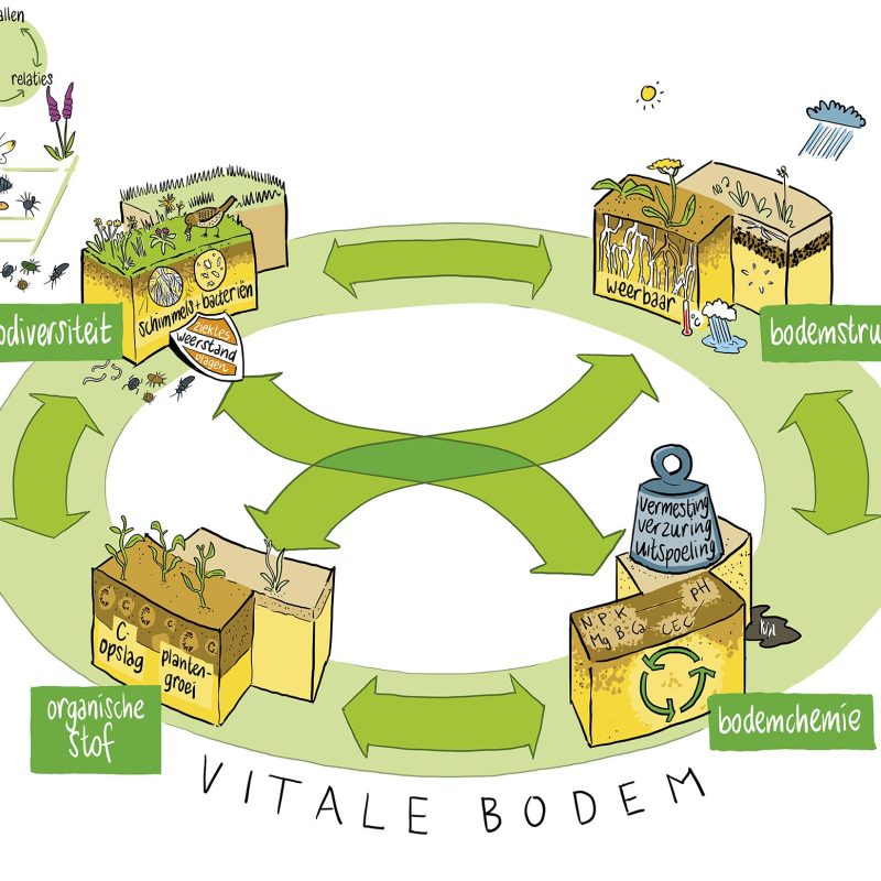 Illustraties adviesrapport bodemkwaliteit vitale bodem met daarin biodiversiteit, organische stof, bodemchemie, CO2-opslag bodemstructuur en de onderlinge verbanden.