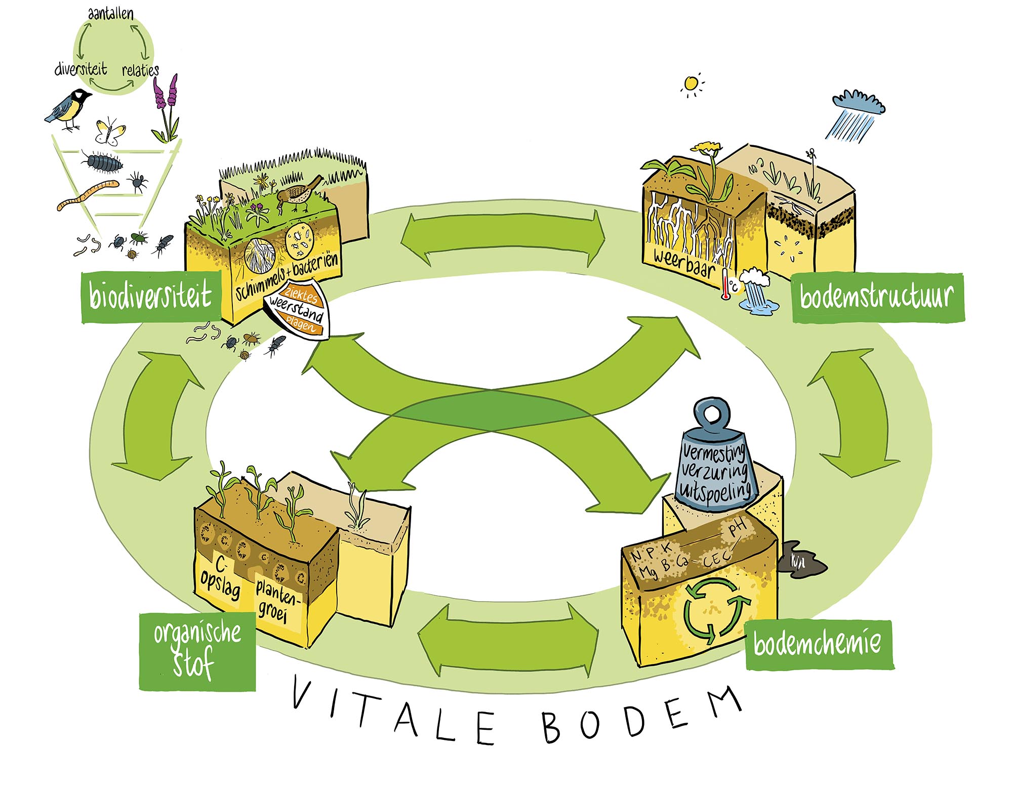 Illustraties adviesrapport bodemkwaliteit vitale bodem met daarin biodiversiteit, organische stof, bodemchemie, CO2-opslag bodemstructuur en de onderlinge verbanden.